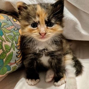 Meet your Posher, Noelle